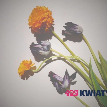 Goździki – zapomniane piękno?