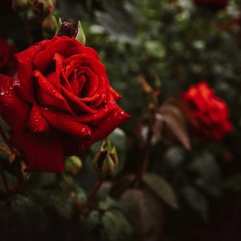 3 ciekawe pomysły na walentynkowe kwiaty