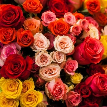 Dlaczego róże to kwiaty na każdą okazję?