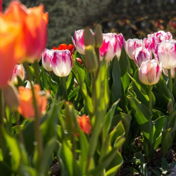 Kiedy sadzić i jak dbać o tulipany?