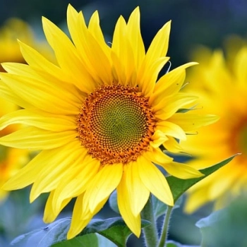 Jak działa poczta – kwiatowa dostawa? Czy wysyłanie kwiatów pocztą jest bezpieczne?