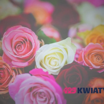 Chcesz dać różę na pogrzeb? Sprawdź, czy to dobry pomysł