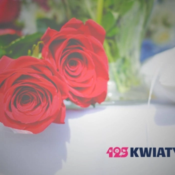 Pielęgnacja róż – wszystko, co musisz wiedzieć