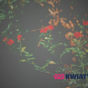 Jak wysłać kwiaty do innego miasta? Rośliny przez internet z dostawą do domu