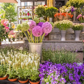 Kwiaty cięte czy doniczkowe? Podpowiadamy, które będą lepszym prezentem!