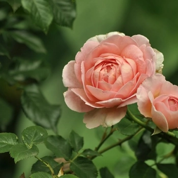 Ile róż kupić na walentynki, żeby podarować ukochanej?