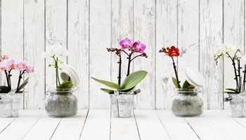 Czy można dawać kwiaty w doniczce?