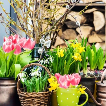 Jakie kwiaty na wiosnę?