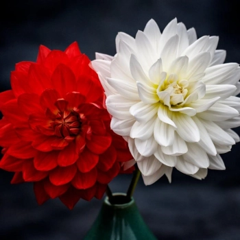 Chcesz wysłać kwiaty do Szczecina? Zobacz, gdzie działamy