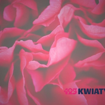 Ile kosztują goździki? Aktualne ceny [2025]