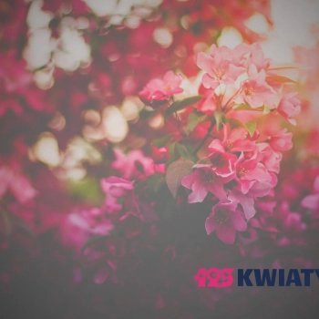 Wiosenne kwiaty – jakie bukiety są modne w 2025 roku?