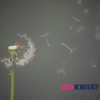 Dlaczego zmieniliśmy wygląd strony 123kwiaty?