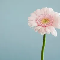 Administrator avatar