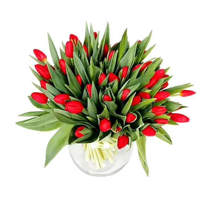 50 czerwonych tulipanów