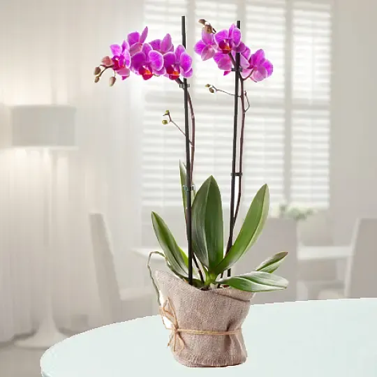 Różowy Storczyk - Niemcy