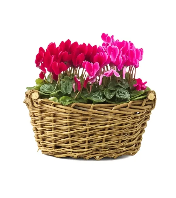 Produkt Fiołkowa Kompozycja Zdjęcie