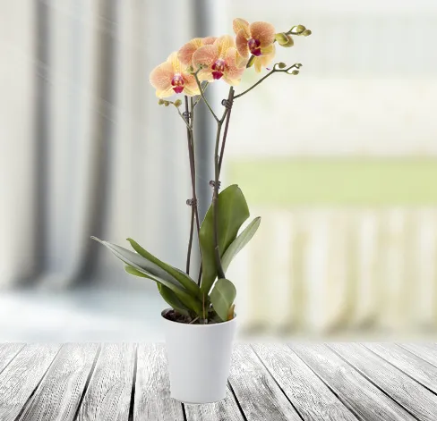 Produkt Beżowy Storczyk Zdjęcie