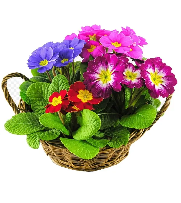 Produkt Kwitnąca Kompozycja Zdjęcie