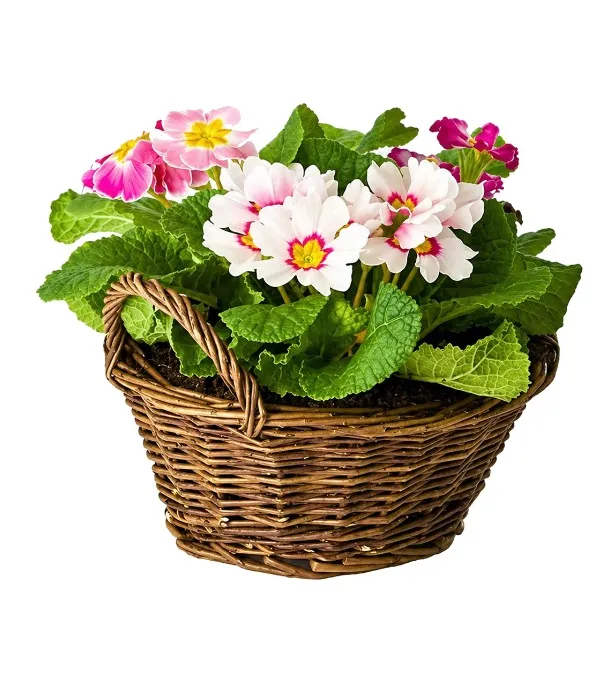 Produkt Kwitnące Trio Zdjęcie