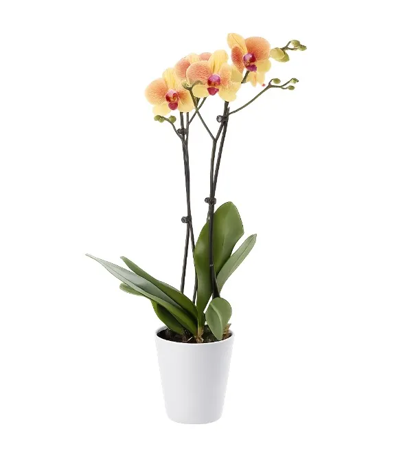 Produkt Beżowy Storczyk Zdjęcie