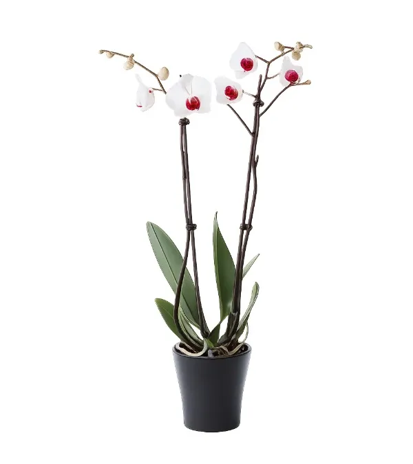 Produkt Biały Storczyk Zdjęcie