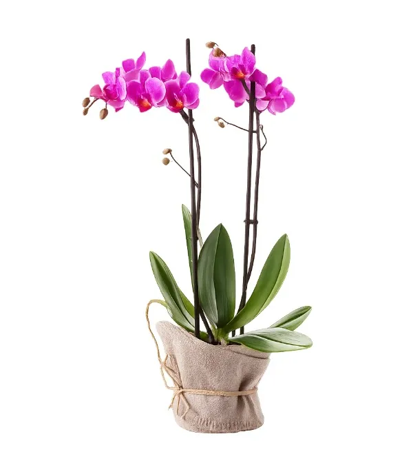 Produkt Różowy Storczyk Zdjęcie