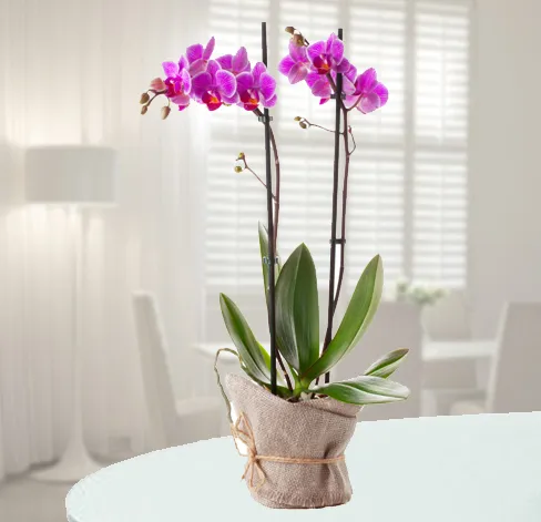 Produkt Różowy Storczyk Zdjęcie