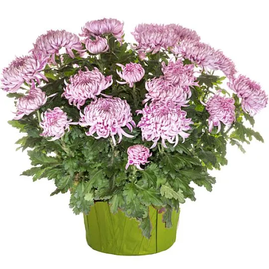 Small pink potted chrysanthemum