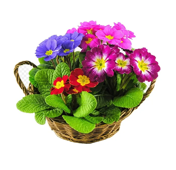 Blooming Composition
