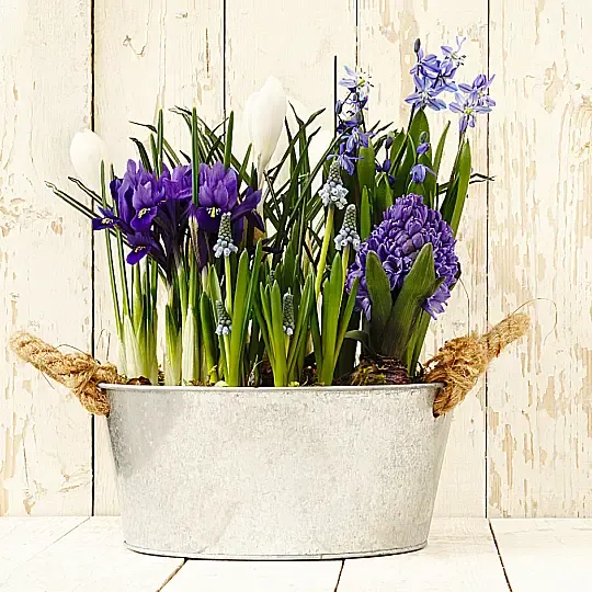 Spring in a Pot