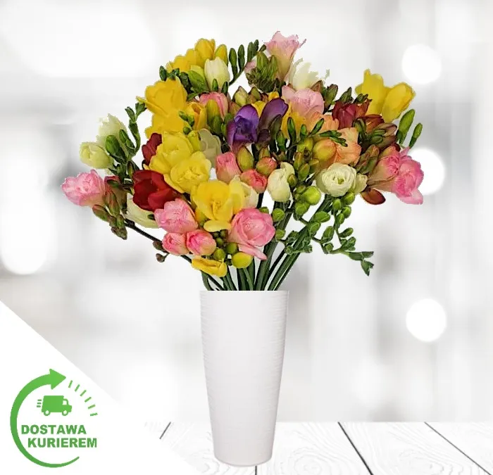 Bukiet 25 kolorowych frezji