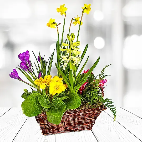 Potted Spring
