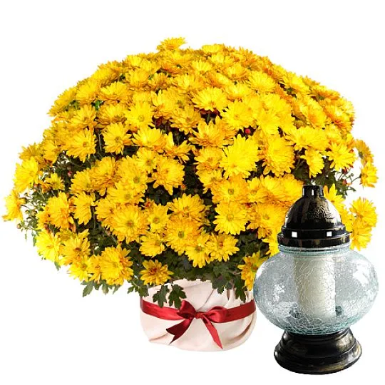 Yellow chrysanthemum with a candle