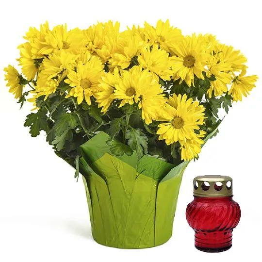 Small yellow chrysanthemum with a candle