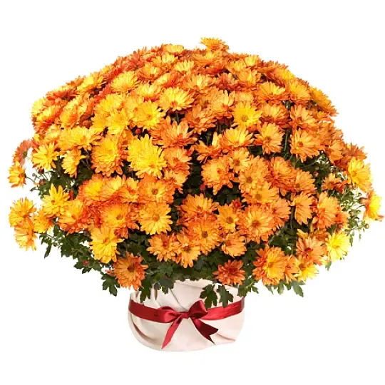 Orange chrysanthemum