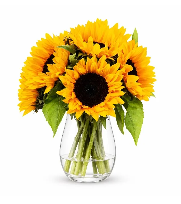 Product Sunny Day Image