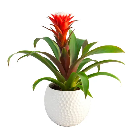 Produkt Guzmania Zdjęcie