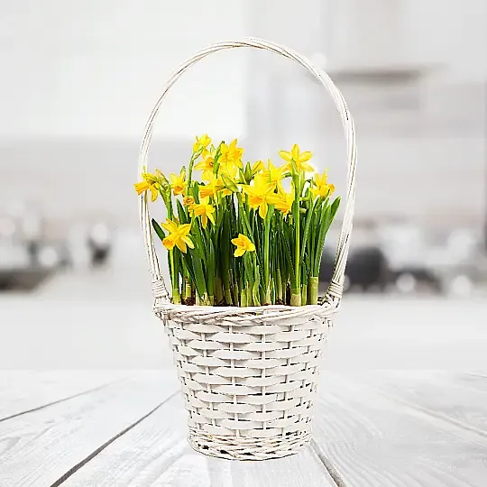 Produkt Yellow Yellow Zdjęcie