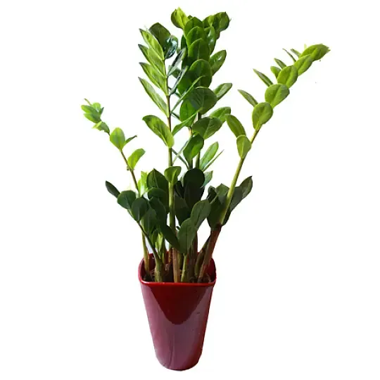 Produkt Zamiculcas Zdjęcie