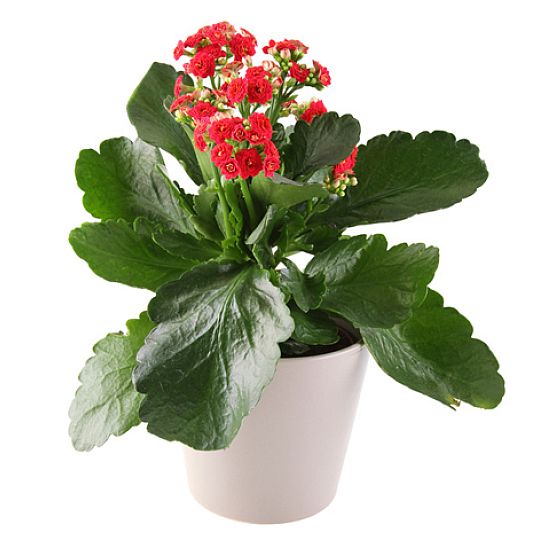 Kalanchoe