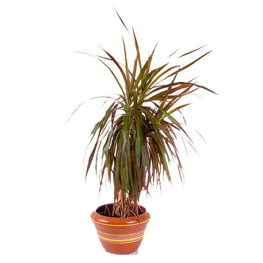 Dracena