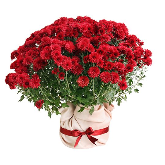 Potted chrysanthemum red
