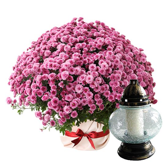 Red chrysanthemum with candle