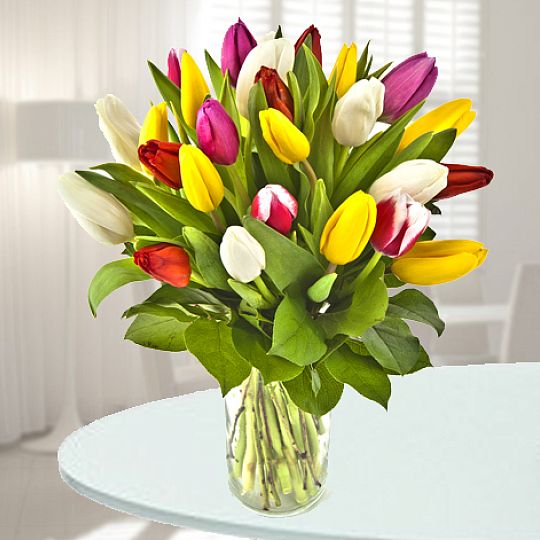 Kolorowe Tulipany - Holandia