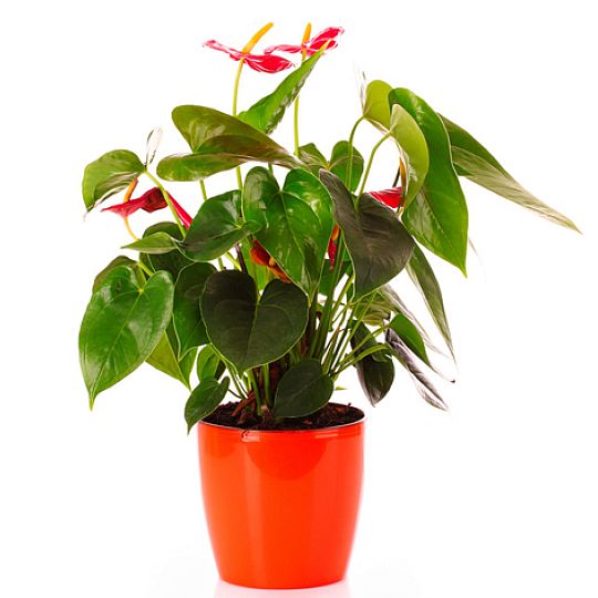 Kwiat doniczkowy Anthurium - Niemcy